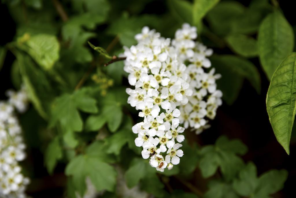 Buitenplaats Gerner Dalfsen Zewnętrze zdjęcie